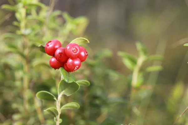 Mirtillo rosso su un cespuglio nel bosco — Foto Stock