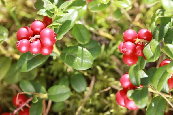 Lingonberry pada Bush di hutan — Stok Foto