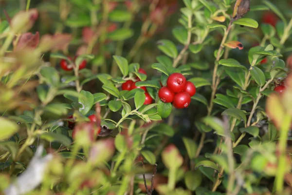 숲에서 부시에 lingonberry — 스톡 사진