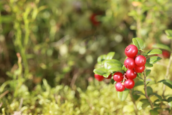 Lingonberry on a bush in the woods