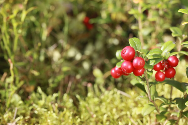 Lingonberry on a bush in the woods