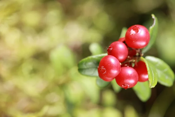 Lingonberry on a bush in the woods — Stock Photo, Image