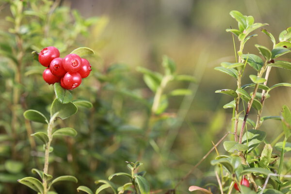 Lingonberry on a bush in the woods