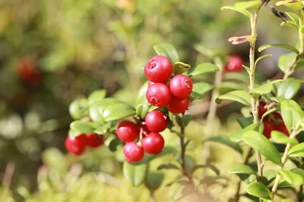 숲에서 부시에 lingonberry — 스톡 사진