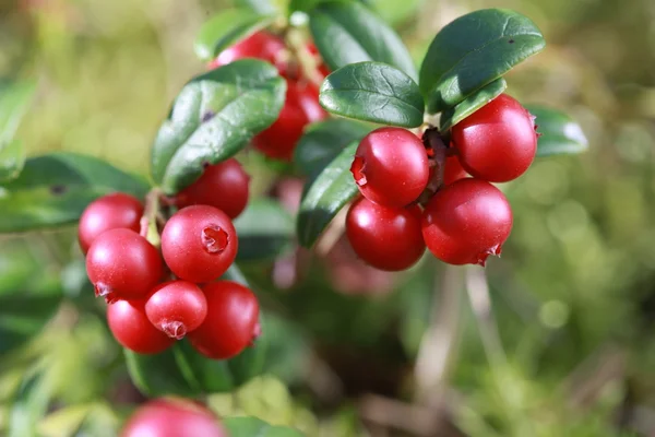 숲에서 부시에 lingonberry — 스톡 사진