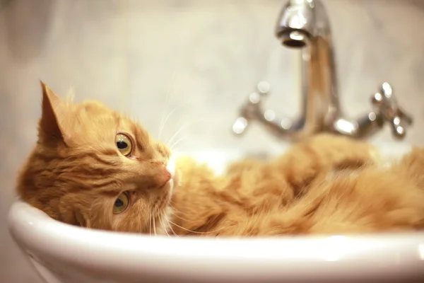 Gato vermelho tomando um banho — Fotografia de Stock