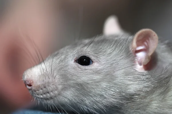 Portret van binnenlandse rat — Stockfoto