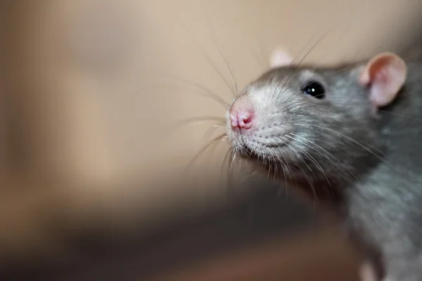 Portrait de rat domestique — Photo