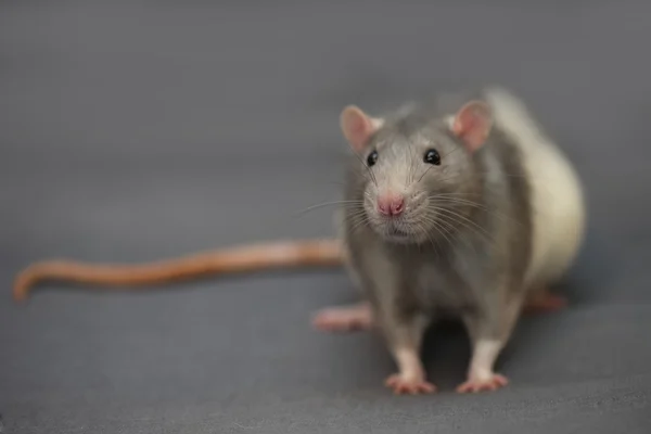 Ritratto di ratto domestico su sfondo grigio — Foto Stock