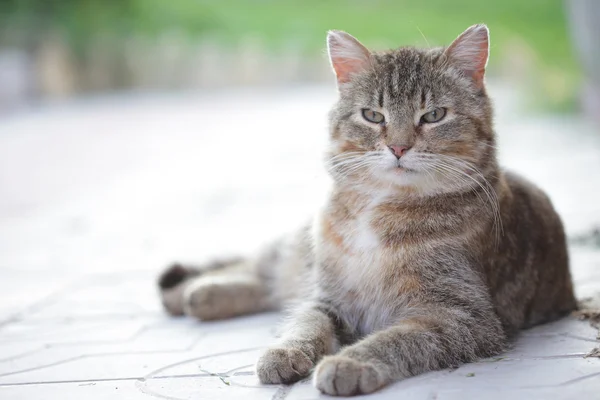 Портрет смугастого домашнього кота, що лежить на землі — стокове фото