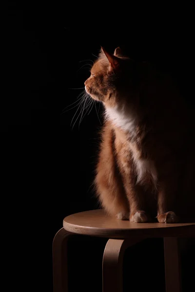 Stüdyo portre siyah zemin üzerine kırmızı iç kedi — Stok fotoğraf