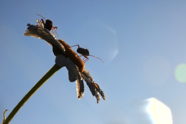 Böcekler üzerinde papatya çiy çiçek