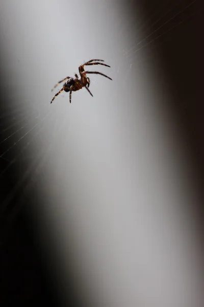 Aranha closeup — Fotografia de Stock