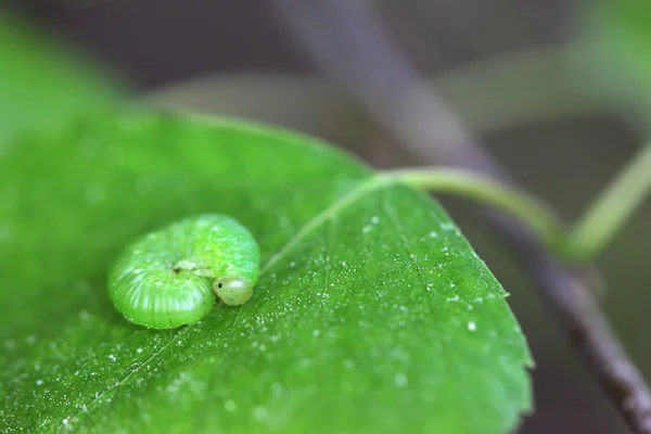 녹색 잎에 애벌레 — 스톡 사진