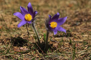 Mor çiçekler pasqueflower Pulsatilla patens bahar