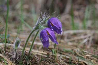 Mor çiçekler pasqueflower Pulsatilla patens bahar