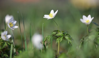 Kardelen Anemone nemorosa closeup orman çiçekler