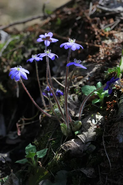 Dzikie leśne kwiaty Hepatica zbliżenie — Zdjęcie stockowe