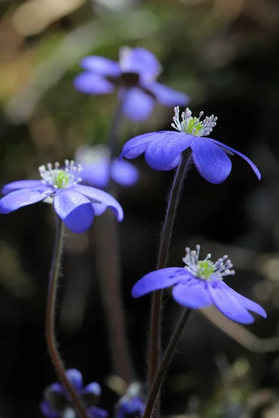 Bosque salvaje flores Hepatica closeup —  Fotos de Stock