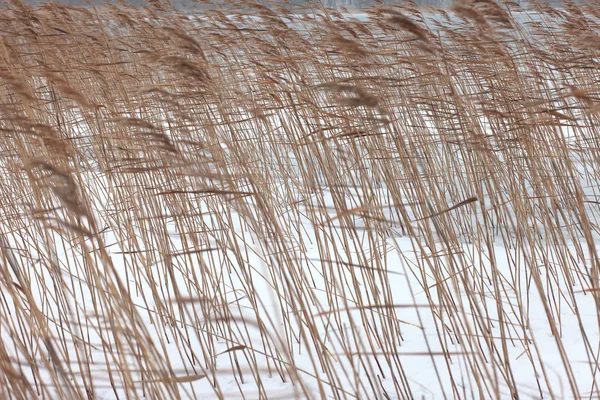 Caña de la planta costera Phragmites en el invierno —  Fotos de Stock