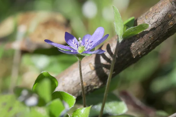 Dzikie leśne kwiaty Hepatica zbliżenie — Zdjęcie stockowe