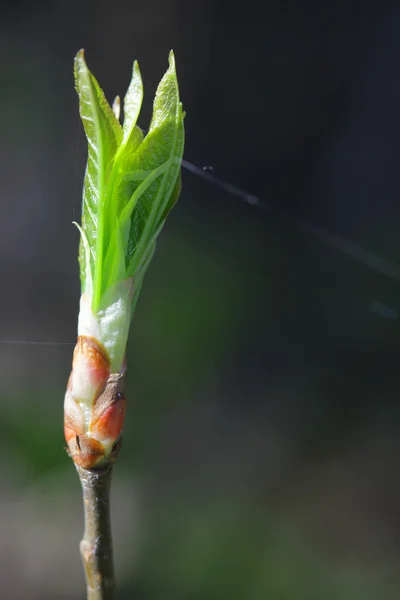 El brote de un árbol, brote de primavera en flor —  Fotos de Stock