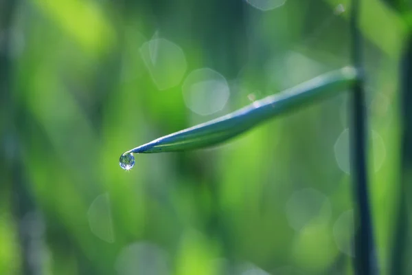Droppe dagg på en gräs blade närbild — Stockfoto