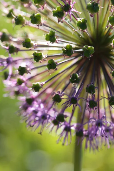 Flor de cebolla silvestre sobre fondo verde — Foto de Stock