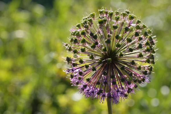 Wild onion flower on green background closeup