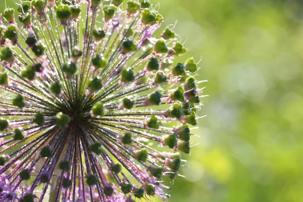 Дикий цветок лука на зеленом фоне крупным планом — стоковое фото