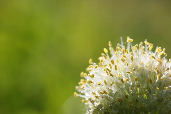 Flor de cebolla silvestre sobre fondo verde — Foto de Stock