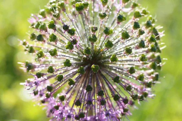 Дикий цветок лука на зеленом фоне крупным планом — стоковое фото