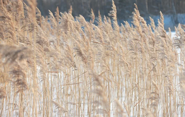 Coastal plant cane Phragmites in winter — Stock Photo, Image