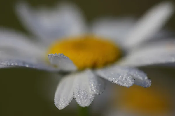 Ромашкова квітка з краплями роси в зеленій траві — стокове фото