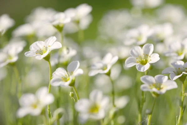 Маленькие белые полевые цветы на зеленой траве — стоковое фото