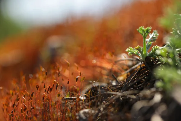 Лісовий мох у сонячних променях крупним планом — стокове фото