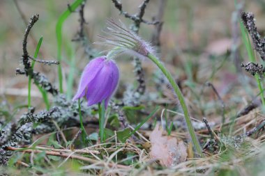 Bahar mor vahşi orman çiçek pasqueflower yakın çekim