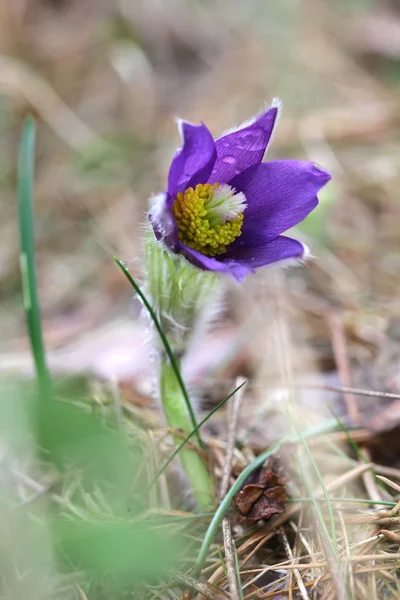 Wiosna pasqueflower kwiat purpurowy dzikim lesie z bliska — Zdjęcie stockowe