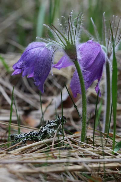 春の紫の花「おきなぐさ」Pulsatilla ヒメツリガネゴケ — ストック写真