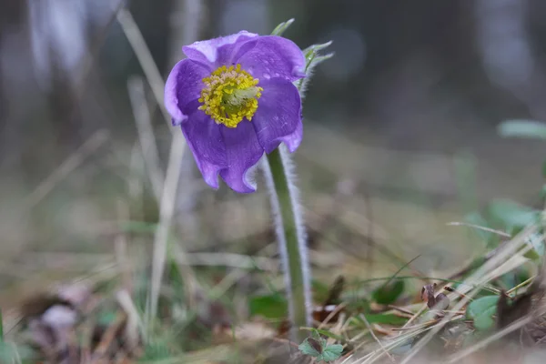 Primavera pasqueflower de flor púrpura bosque salvaje de cerca —  Fotos de Stock