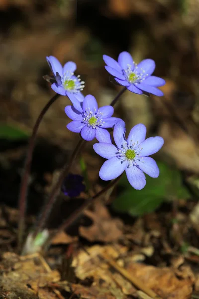 Bosque salvaje nevadas flores Hepatica primer plano —  Fotos de Stock