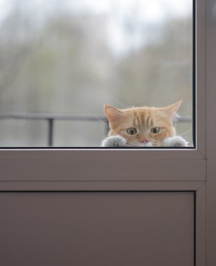 Cam kapının önünde hüzünlü gözleri ile kırmızı kedi