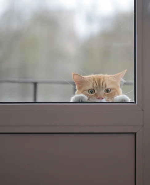 Chat rouge aux yeux tristes devant la porte vitrée — Photo