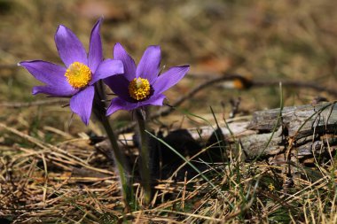 Mor çiçekler pasqueflower Pulsatilla patens bahar