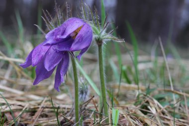 Mor çiçekler pasqueflower Pulsatilla patens bahar