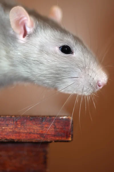 Ritratto di ratto domestico — Foto Stock