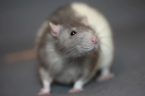 Retrato de rata doméstica — Foto de Stock