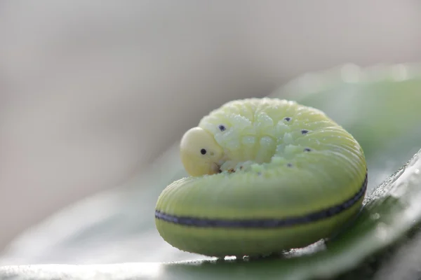 A lagarta na folha — Fotografia de Stock