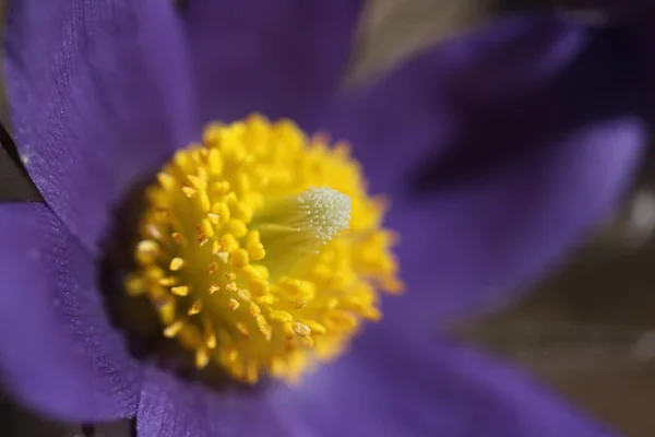 Primavera flor morada pasqueflower cerca — Foto de Stock