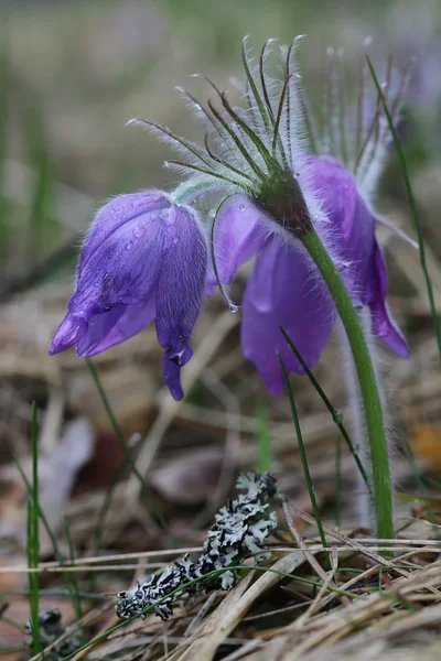 Flores de primavera púrpura Pulsatilla patens de pasqueflower —  Fotos de Stock